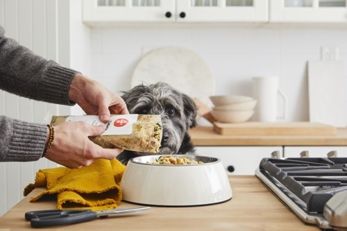 a dog gets ready to try some Farmer's Dog food