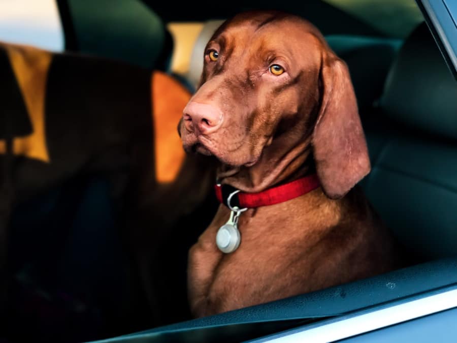 Best Shock Collar Alternatives for Dogs in 2024