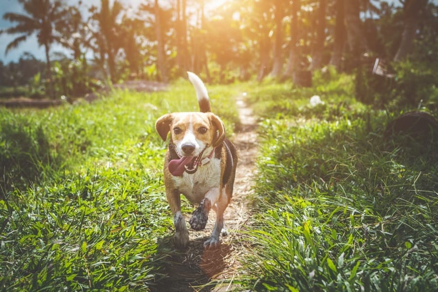 The Farmer s Dog Review Is It Good Dog Food In 2023 