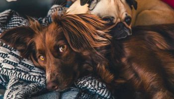 The Farmer’s Dog Alternatives: Our Top 5 Competitors