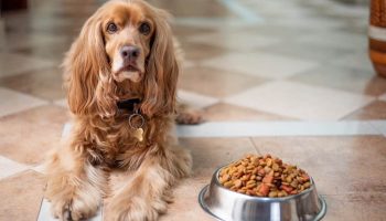 Is Fresh Dog Food Better than Dry Dog Food?