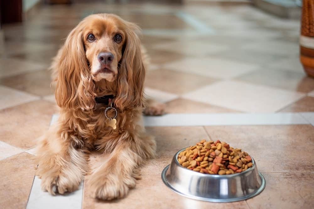 Is Fresh Dog Food Better than Dry Dog Food?
