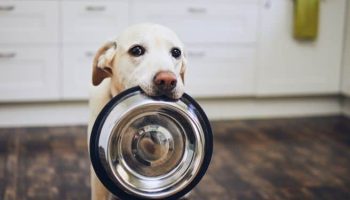 Fresh Dog Food Benefits: Is it Worth the Extra Cost?