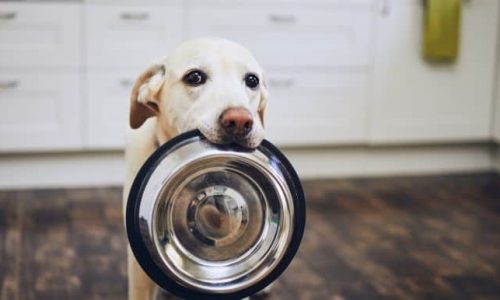 Fresh Dog Food Benefits: Is it Worth the Extra Cost?