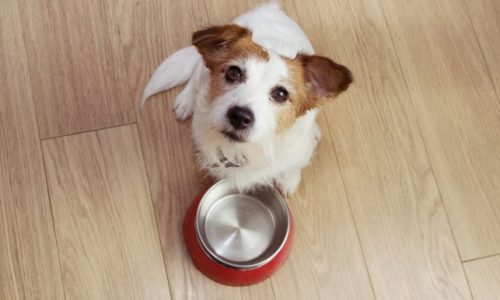 Raw vs Cooked Fresh Dog Food